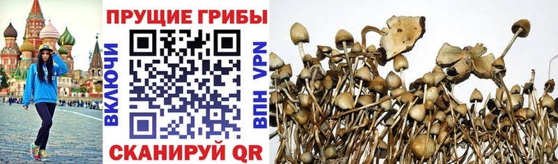 Псилоцибиновые грибы Magic Shrooms  купить закладку  Тайга 